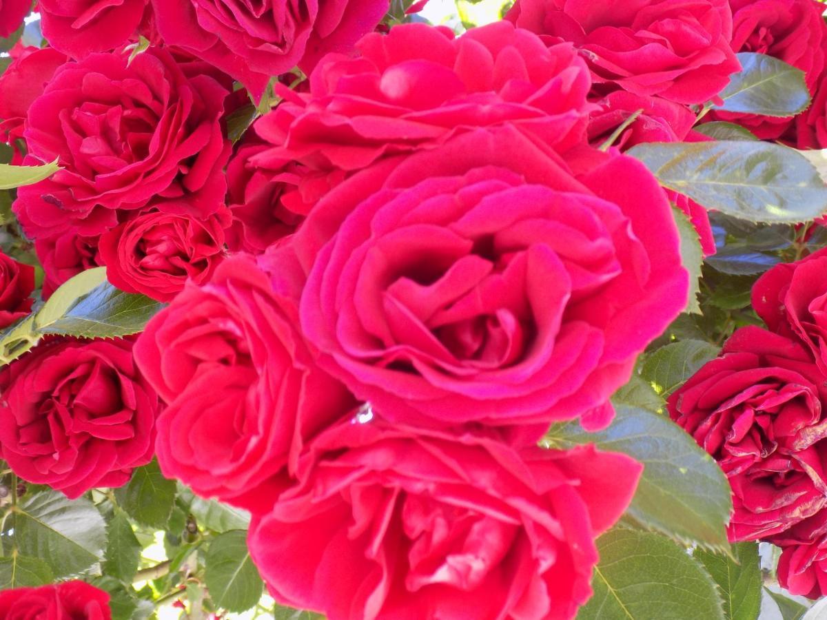 Des Roses Hotel Platanias  Eksteriør billede